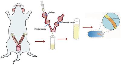 Changes in the Distribution of Intrauterine Microbiota May Attribute to Immune Imbalance in the CBA/J×DBA/2 Abortion-Prone Mice Model